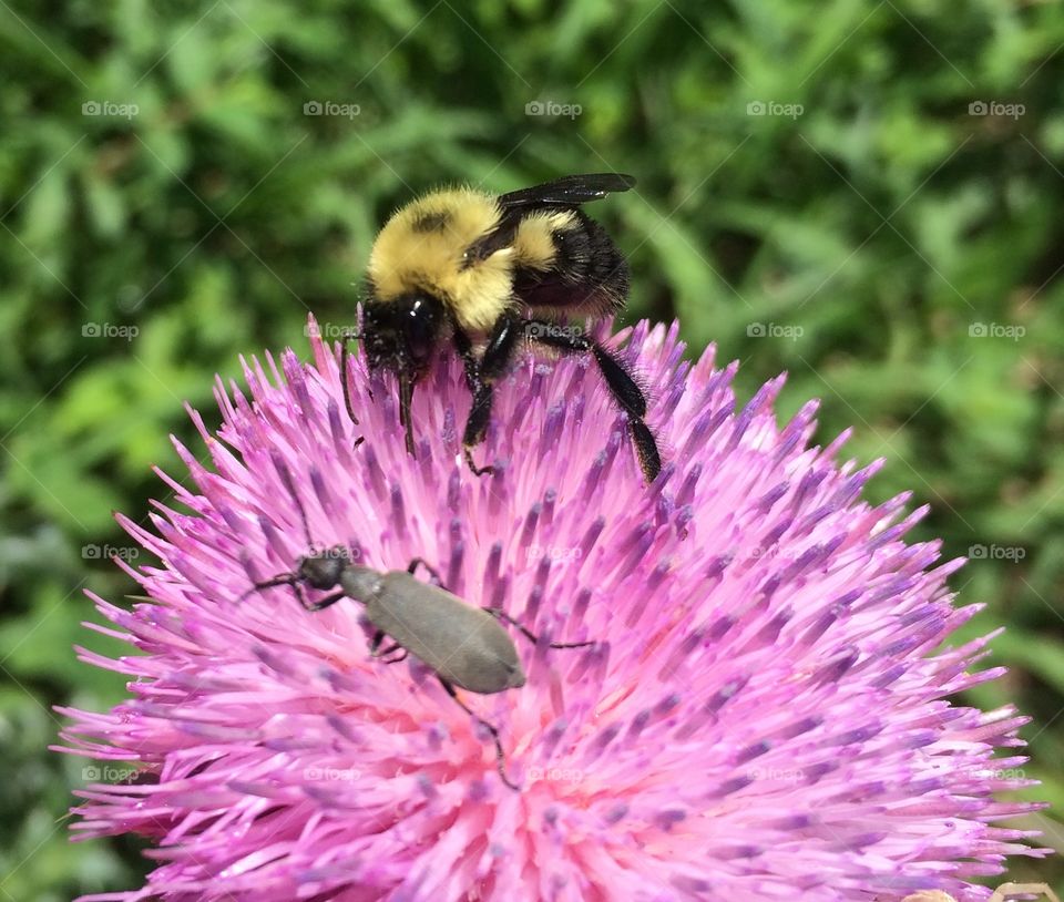 Bumble Buddies