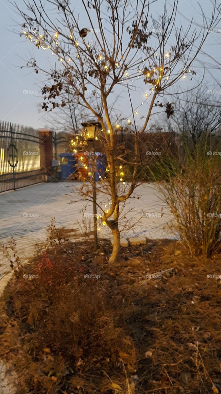 winter garden  - smoke tree illuminated  by light bulbs in traffic light from nearby street