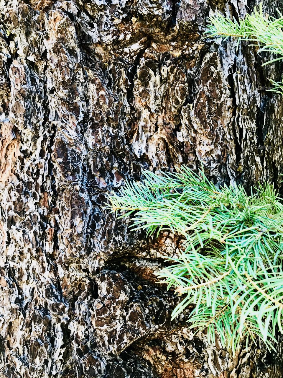 Pine needles and the bark texture 