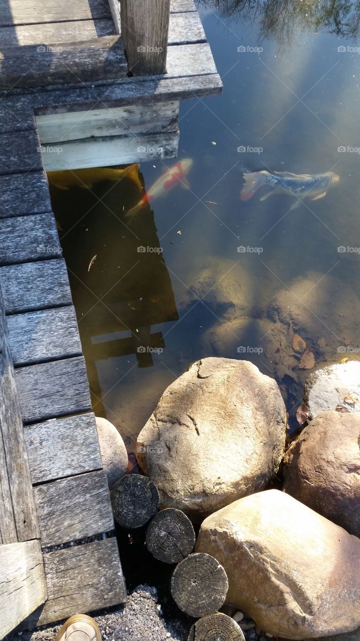 koi fish pond