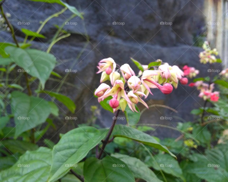 Colored flower on the park