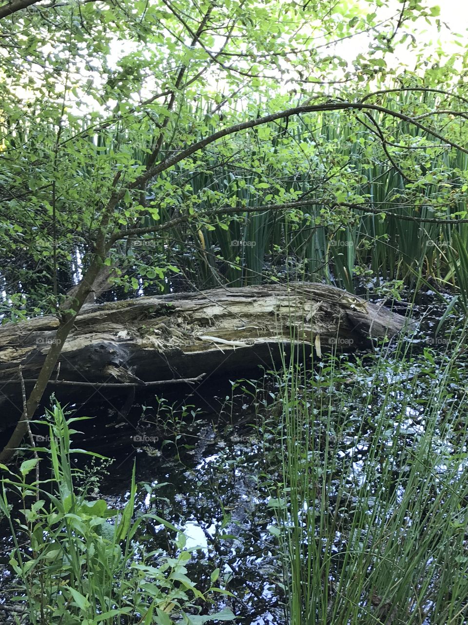 Log in water