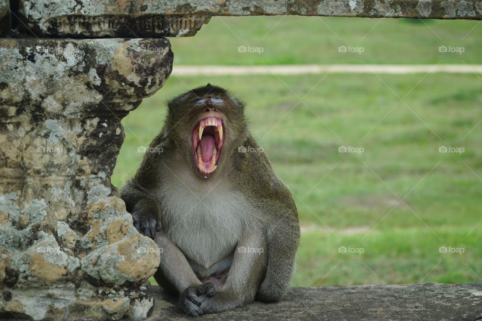Monkey in Angkor Wat temple Cambodia
