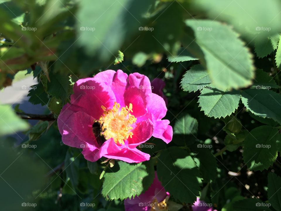 Close-up of bee on rose