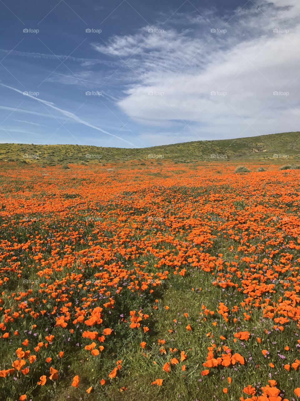 California poppy fields 