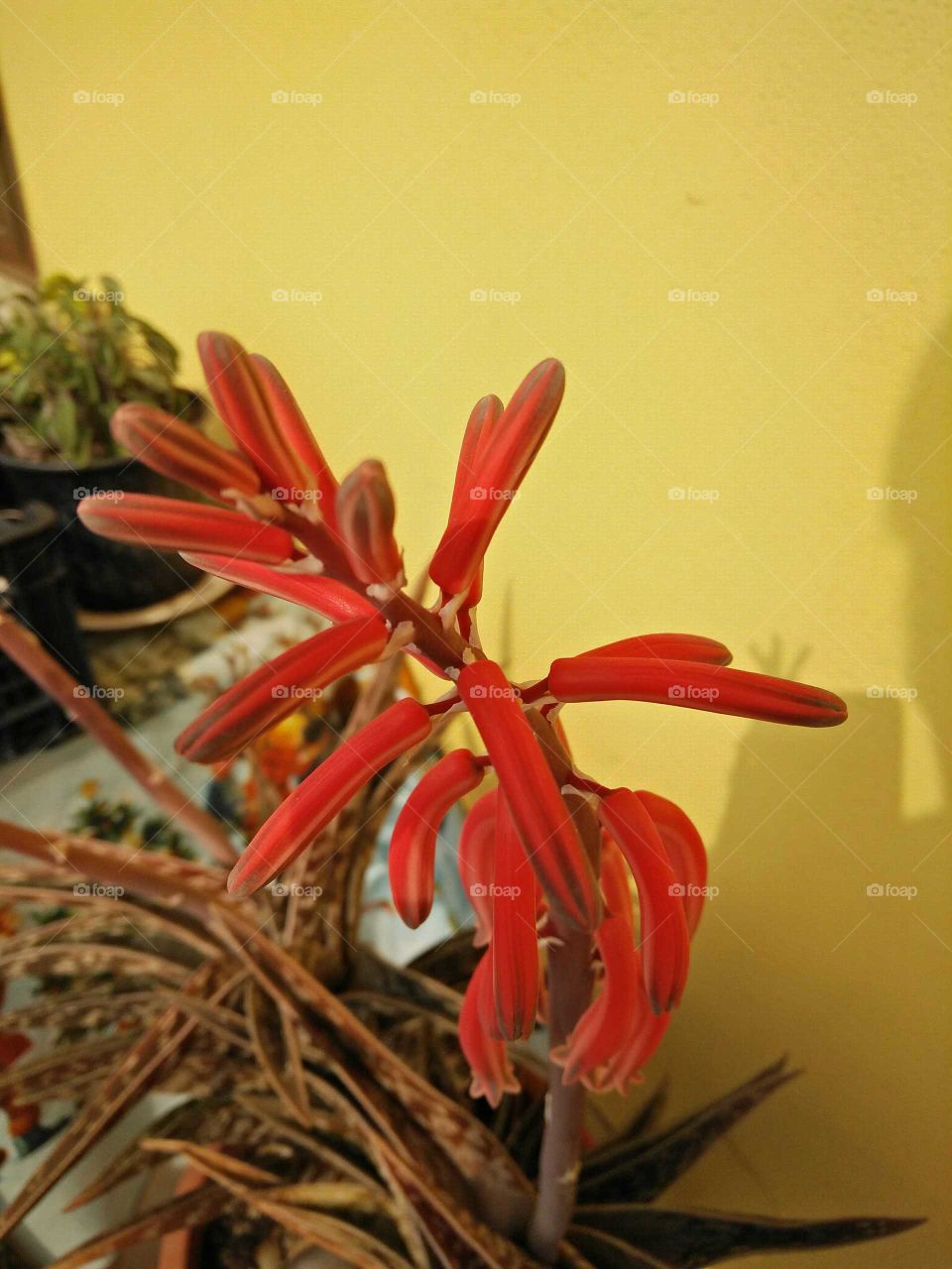 A picture of a colorful flower of aloe Dorotea plant