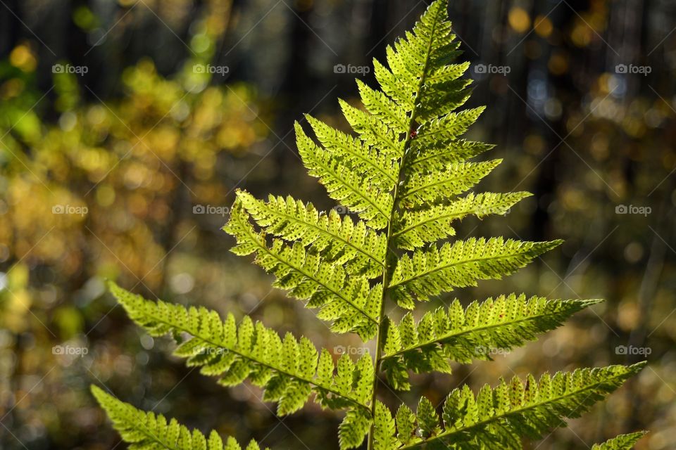 forest and green leaf in the sunlight background