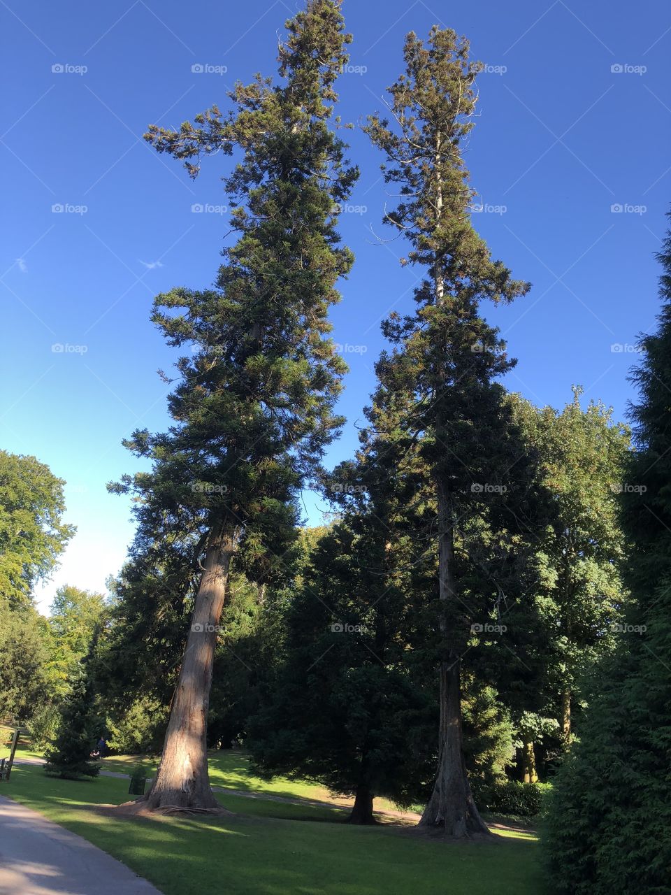 Quite an unusual shaped tree, it seems to get thinner and thinner as it reaches its tip.