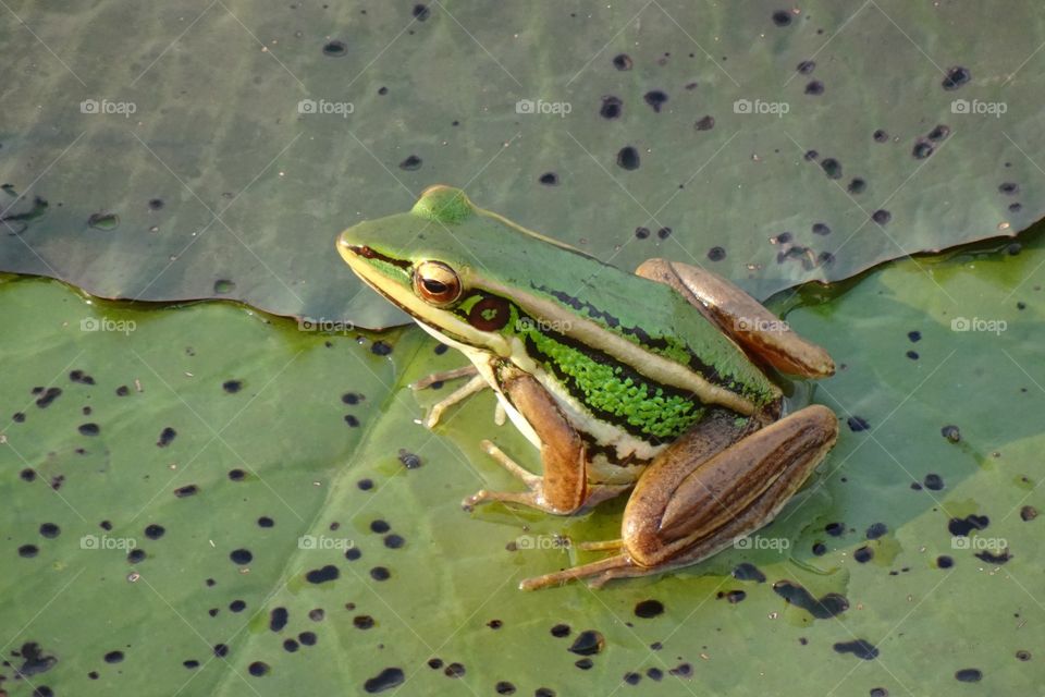 Frog on lotus leaf​ Very beautiful color.