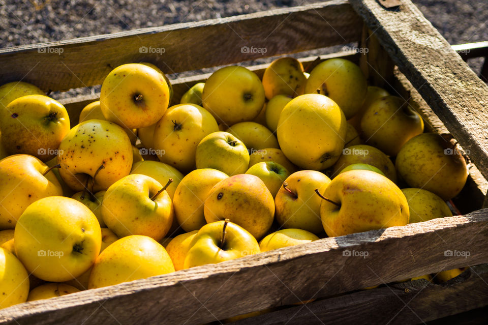 Harvest ripe juicy and tasty apples. Harvested juicy apples from fertile trees.