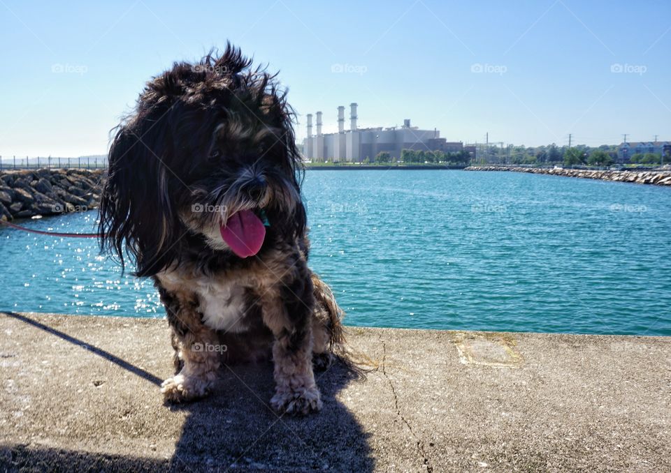 Close-up of a dog near lake