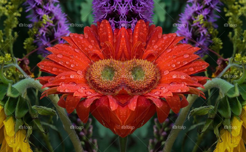 Gerbera Daisy Reflection