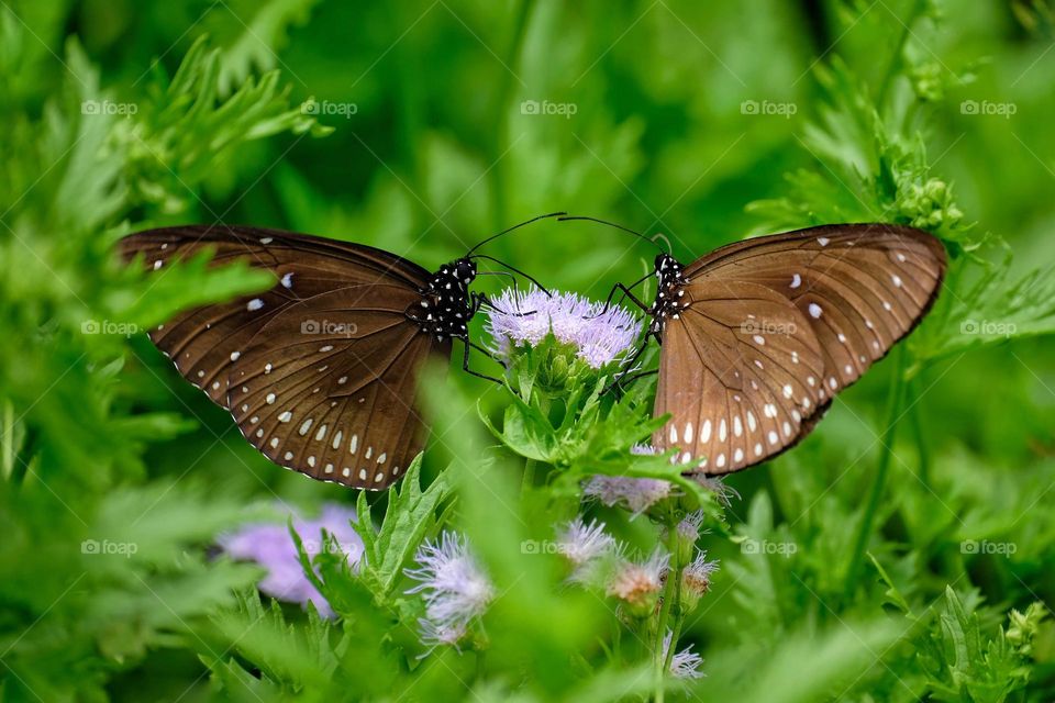 two butterfly