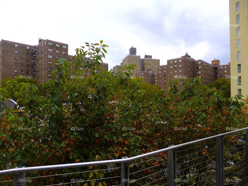 NEW YORK CITY HIGH LINE PARK CITY BUILDINGS