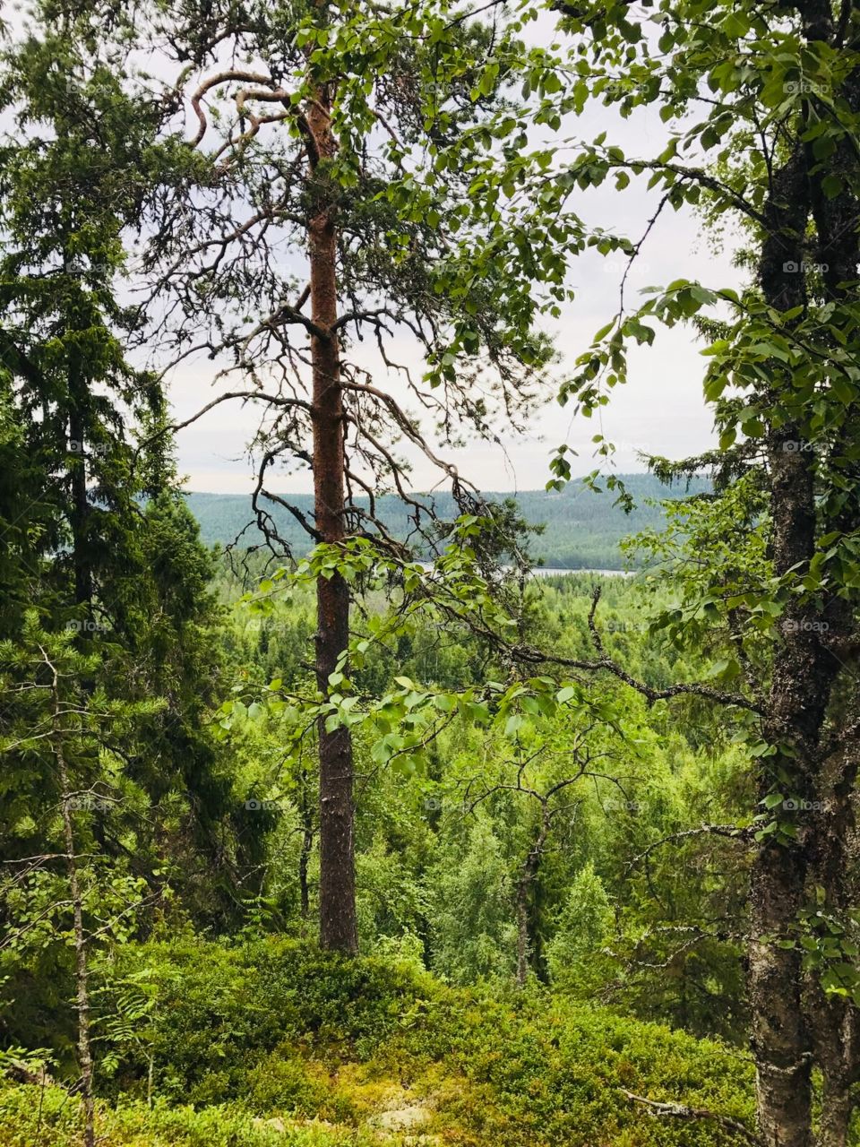 Epic view to the green wilderness in the Finnish national park