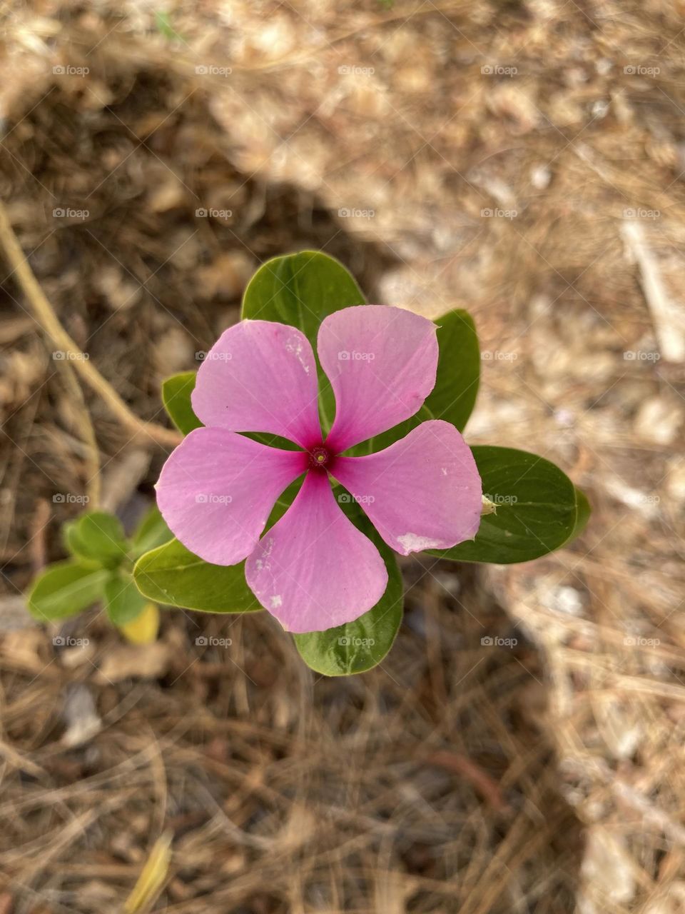 Plnats photography mission 