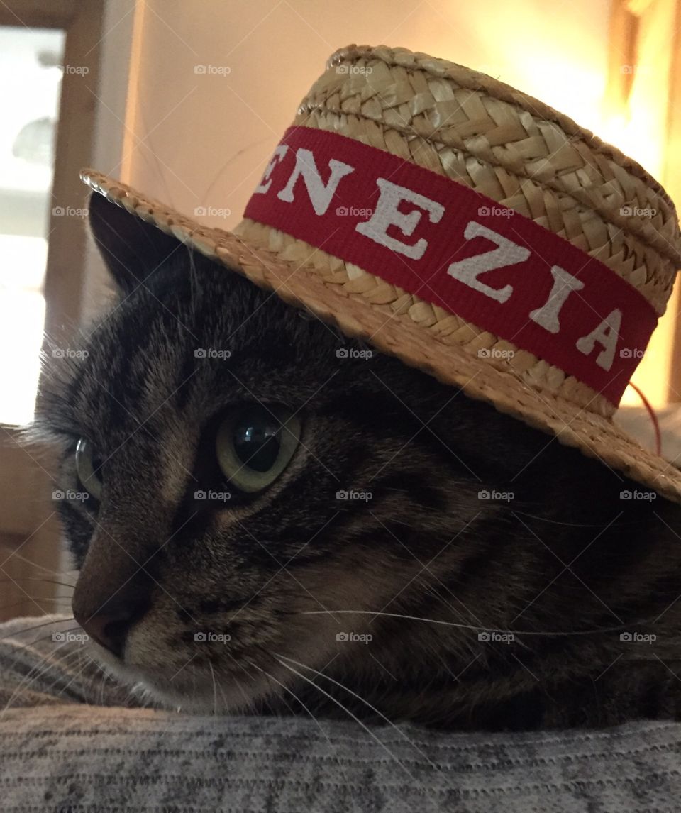 Cat in a hat