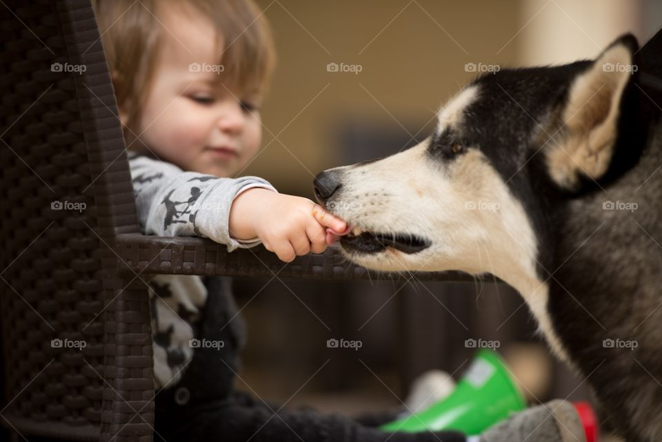 baby feeding husky dog
