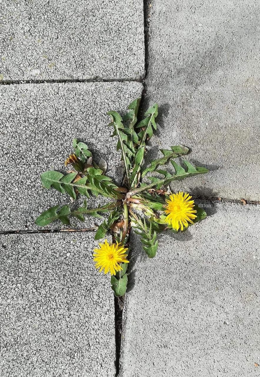 Nature is stronger than rock