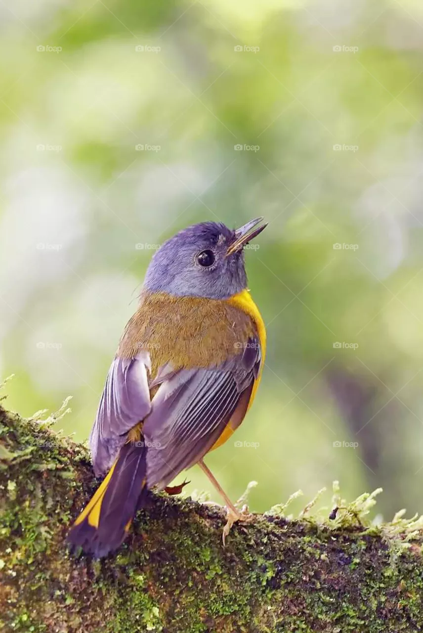 bird
