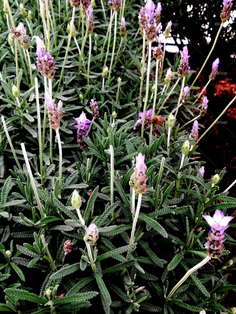 Flor de lavanda!!!!