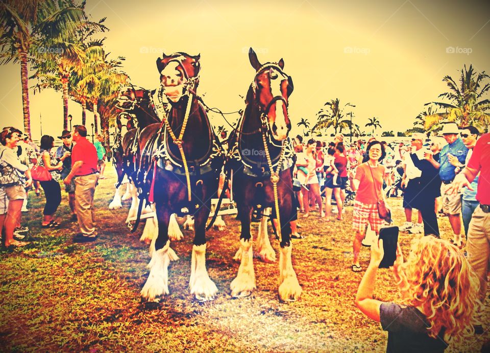 Clydesdale horse team.