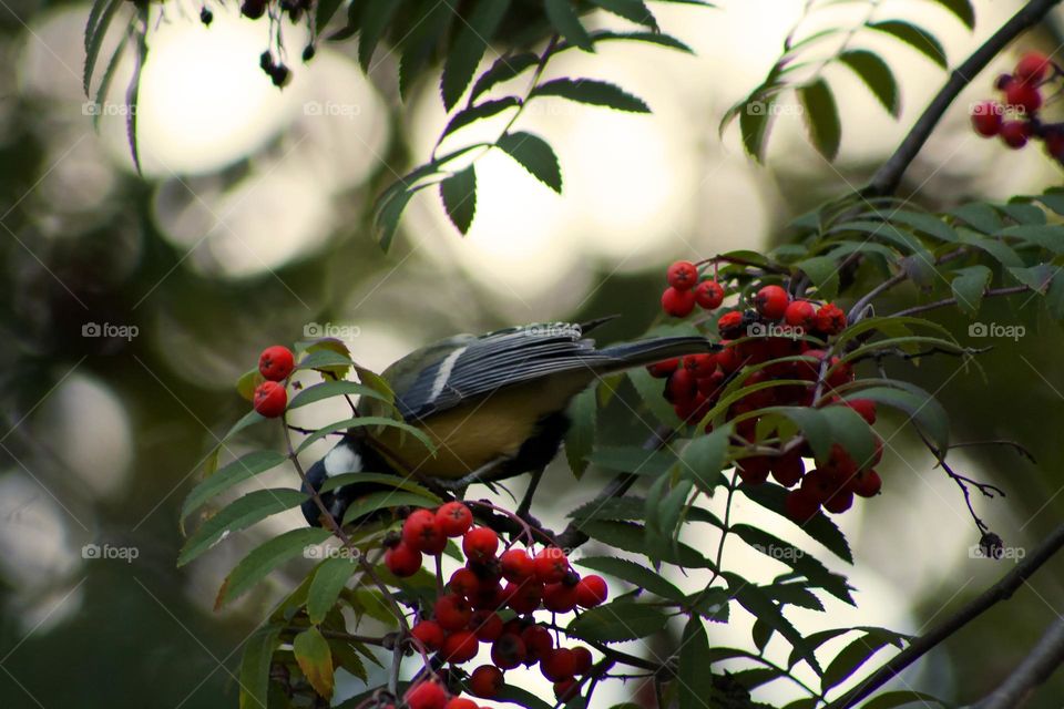 Tit on the branches of rowan