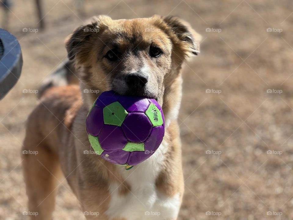 Foster dog named Cheese 