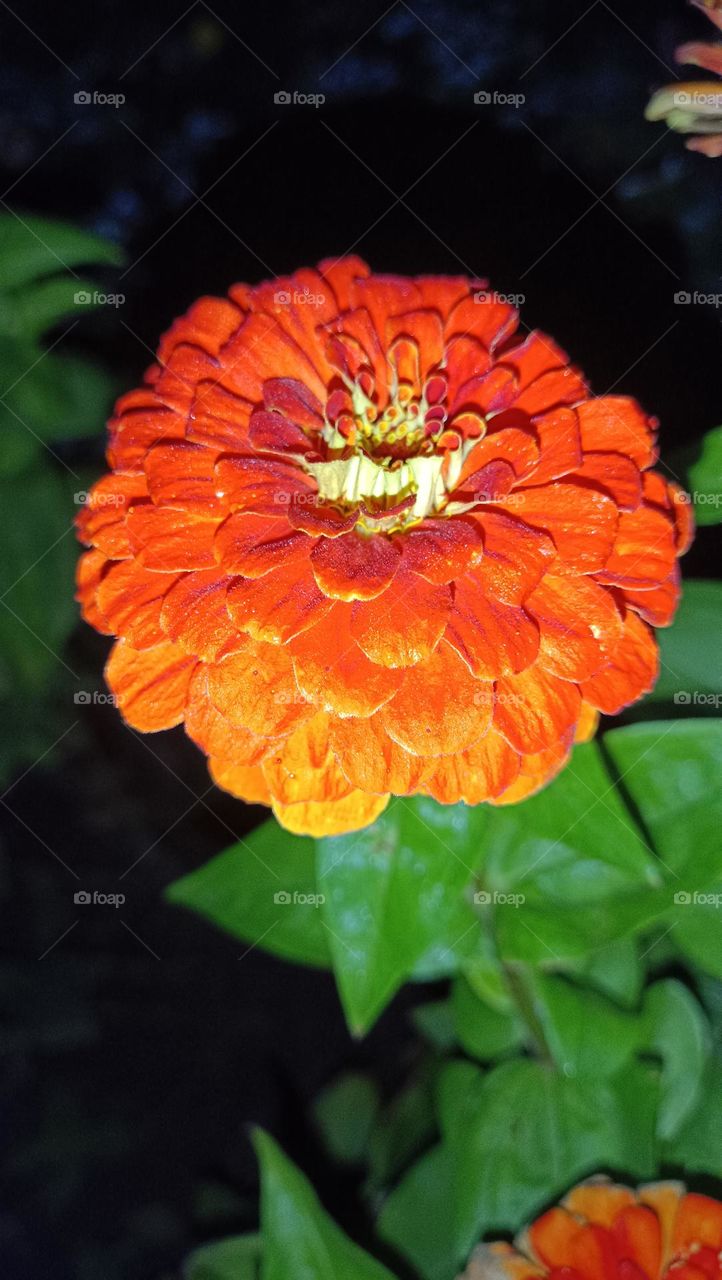 zinnia