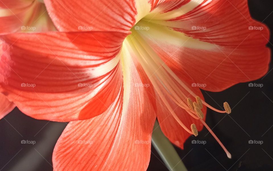 colour orange flower color love