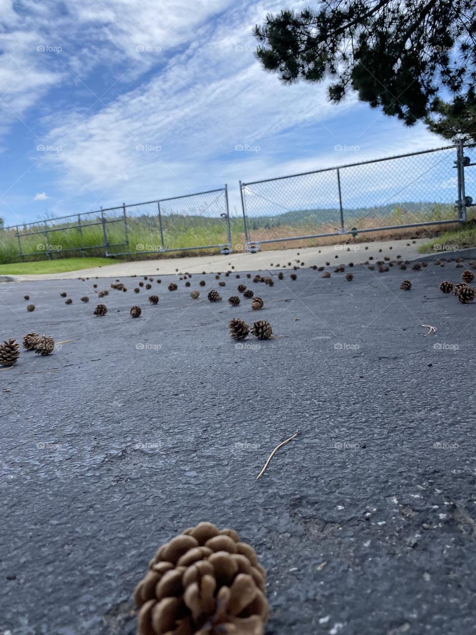 Parking lot pine cones 