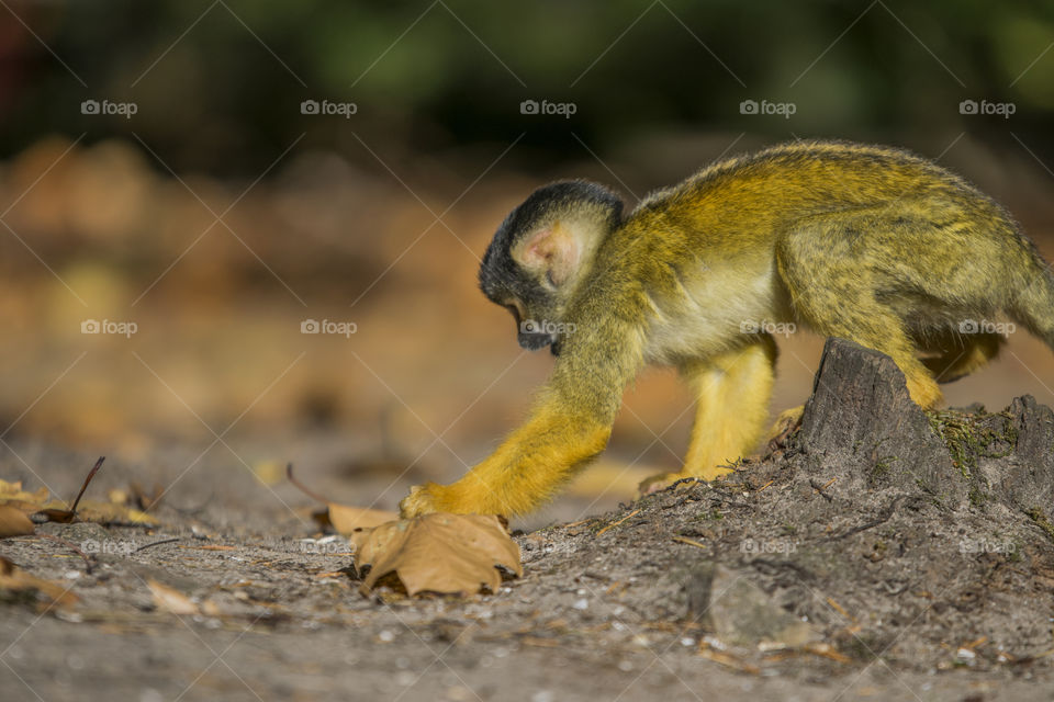 Close Up Of A Black-Capped Squirrel Monkey In A Tree