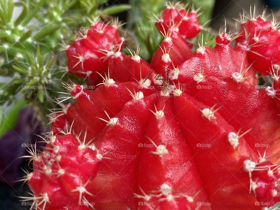 Moon cactus