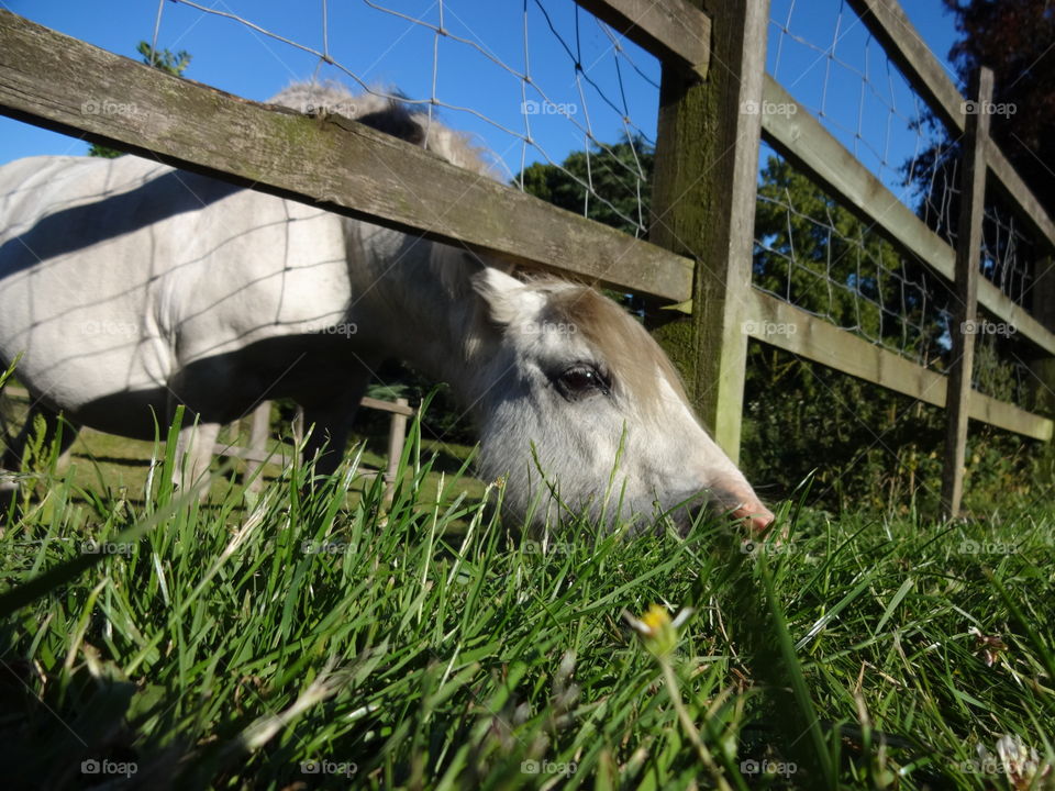 pony in macro