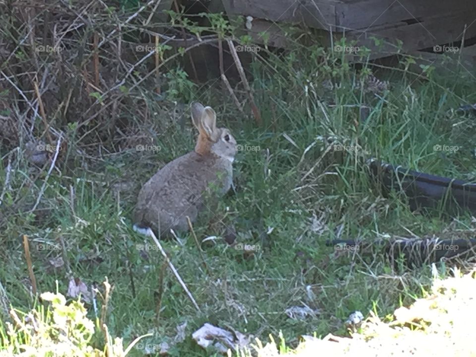 Fluffy bunny 