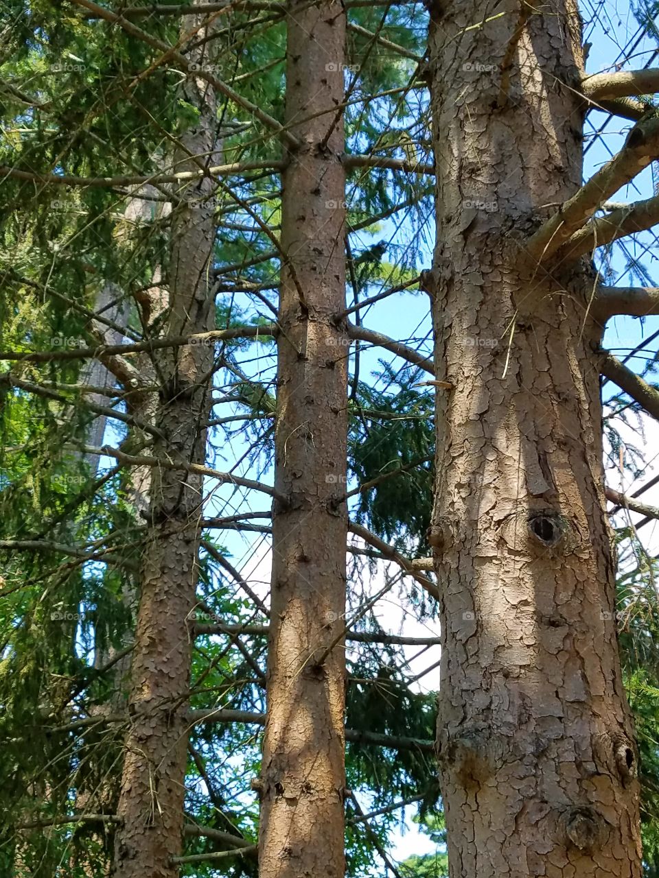 Pine trees four in a row planted.