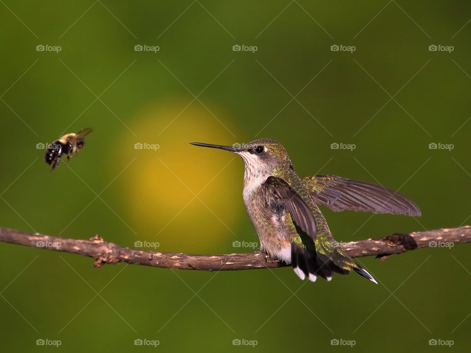 Hummingbird and bee 🐝