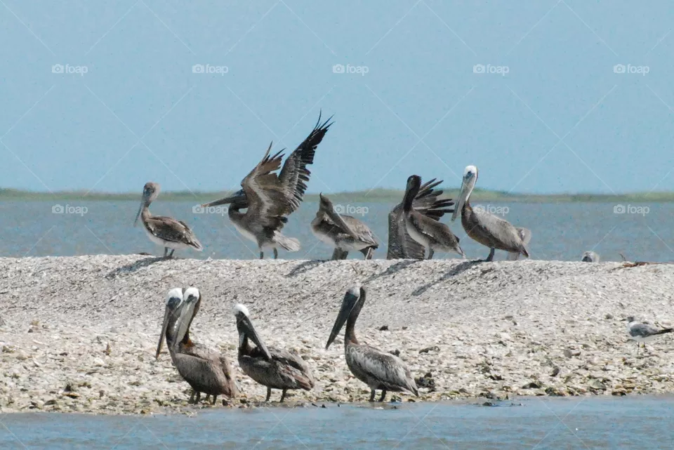 Pelicans