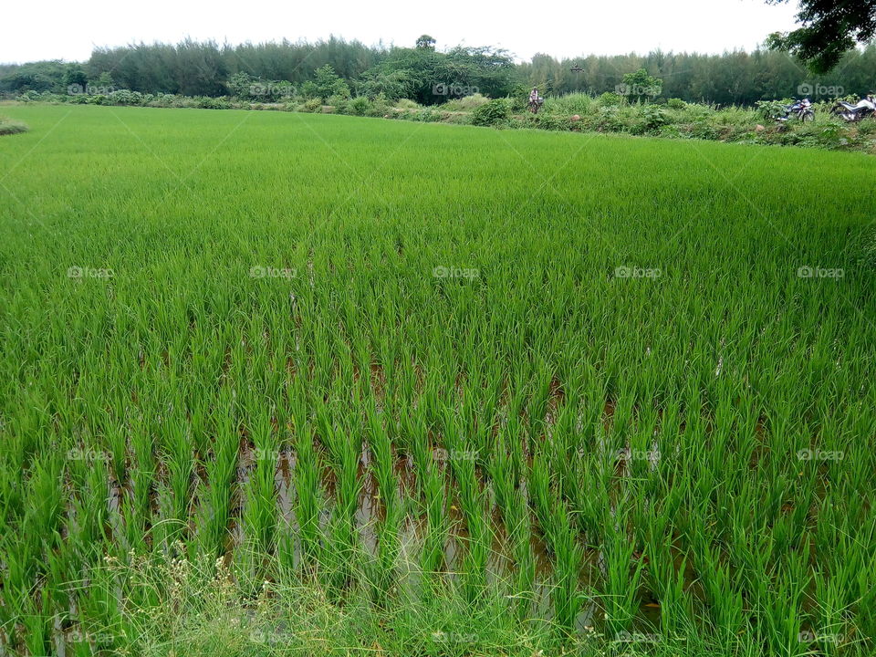 rice farm