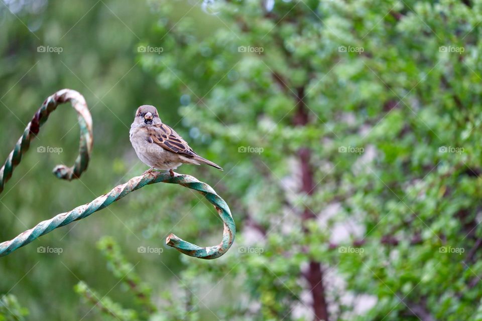 Small Australian House Sparrow perched on antique wrought iron post outdoors blurred foliage background 