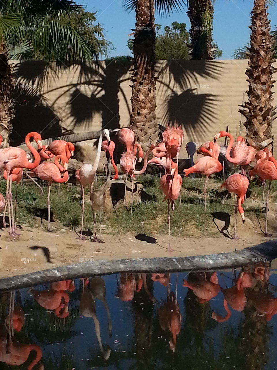 Lots of Flamingo Birds and a Pond at the Zoo.