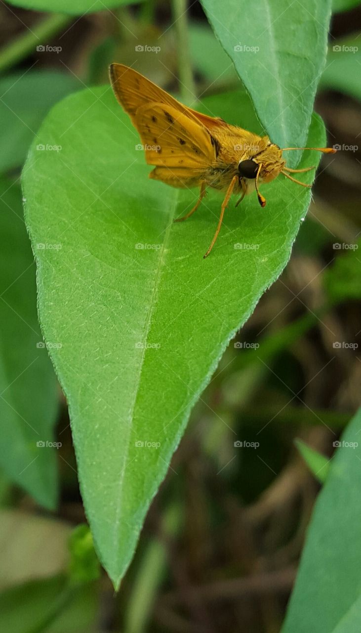 yellow moth. moth on leaf