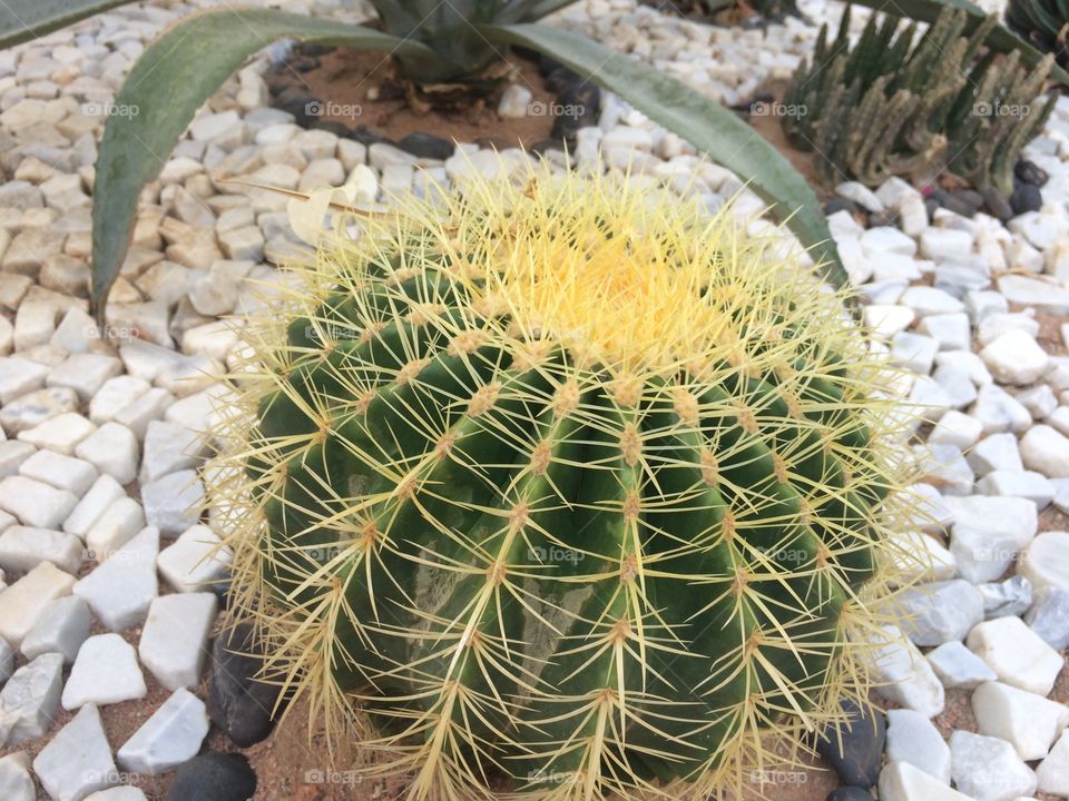 #cactus