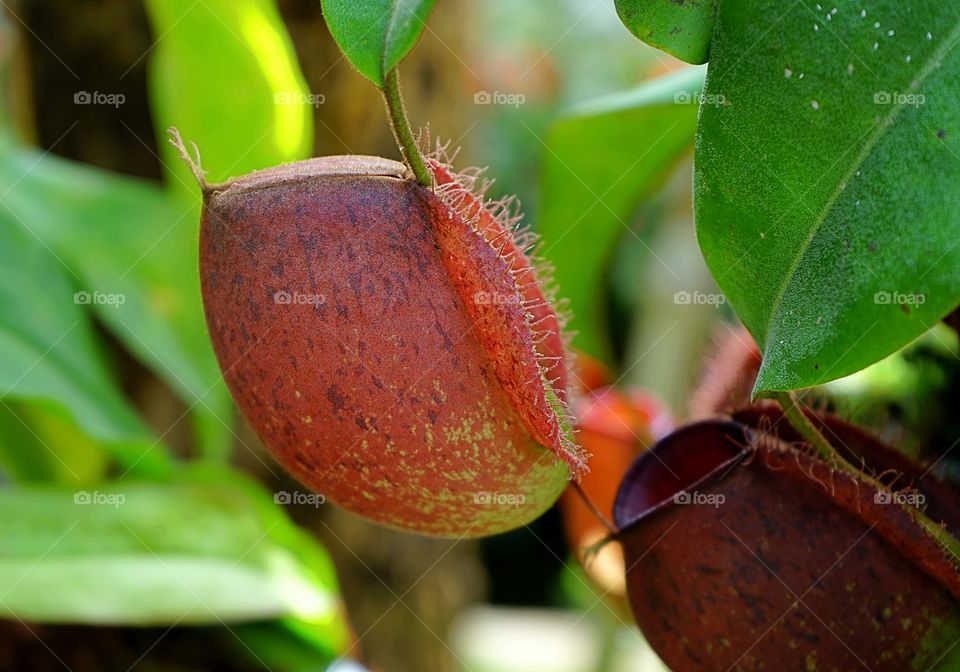 tropical pitcher plant