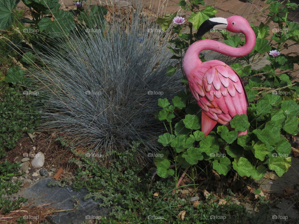 Pink flamingos in a garden.