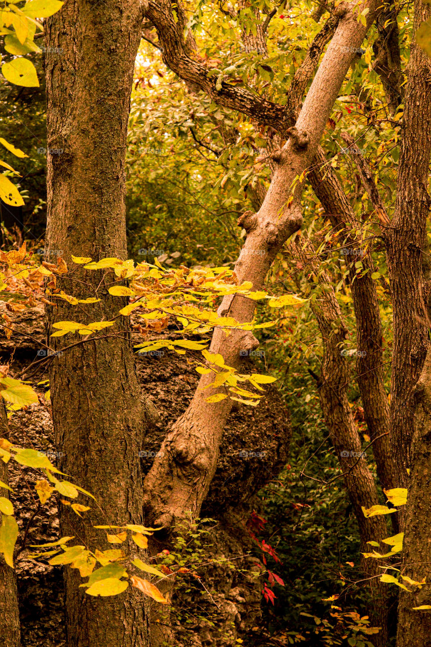 yellow leaves by a cliff