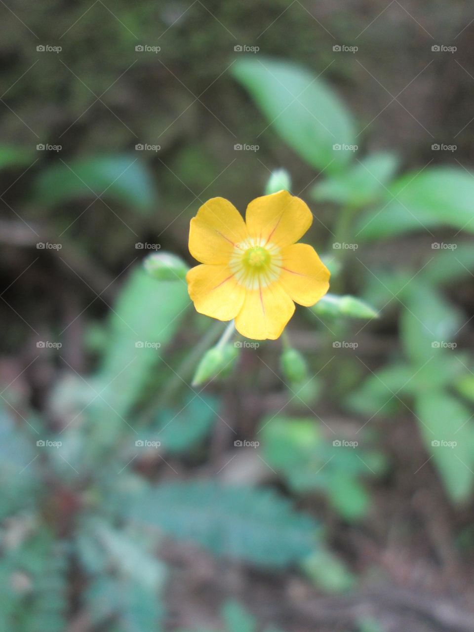 Biophytum sensitivum