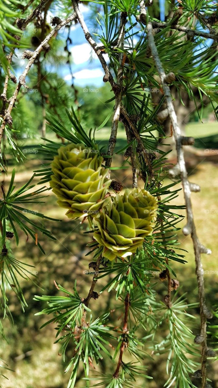 Pine Cones 