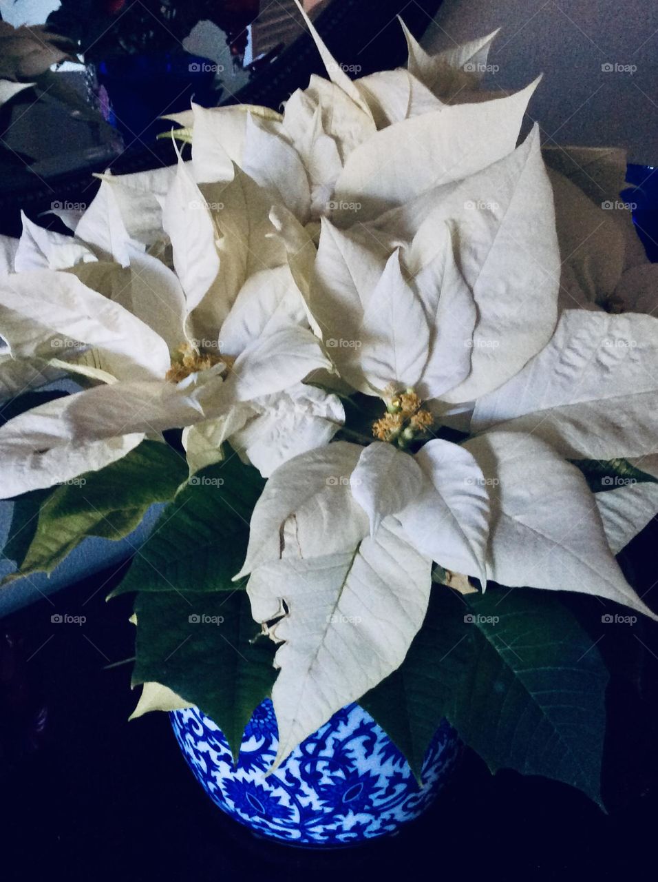 Gorgeous Winter White Poinsettia in ceramic blue and white vase. A lovely alternative to the traditional red. 