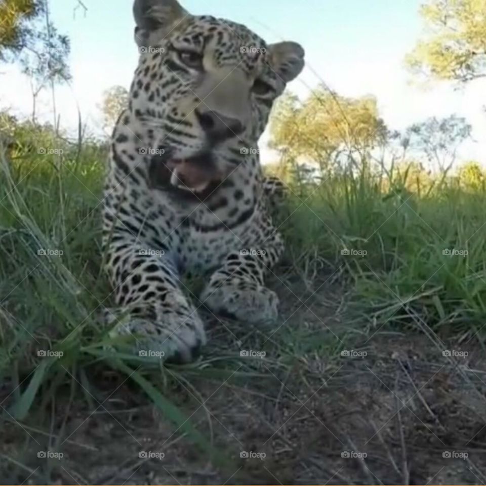 Leopard up close